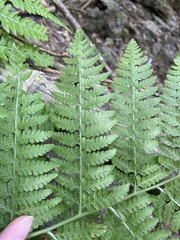 Microlepia speluncae