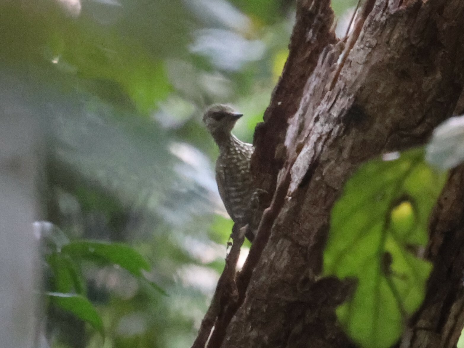 Buff-spotted Woodpecker (Pardipicus nivosus), photo 2