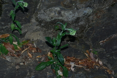 Eschenbachia japonica