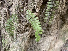 Adiantum malesianum