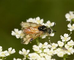 Arge cyanocrocea