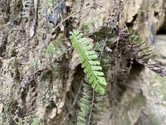Adiantum malesianum