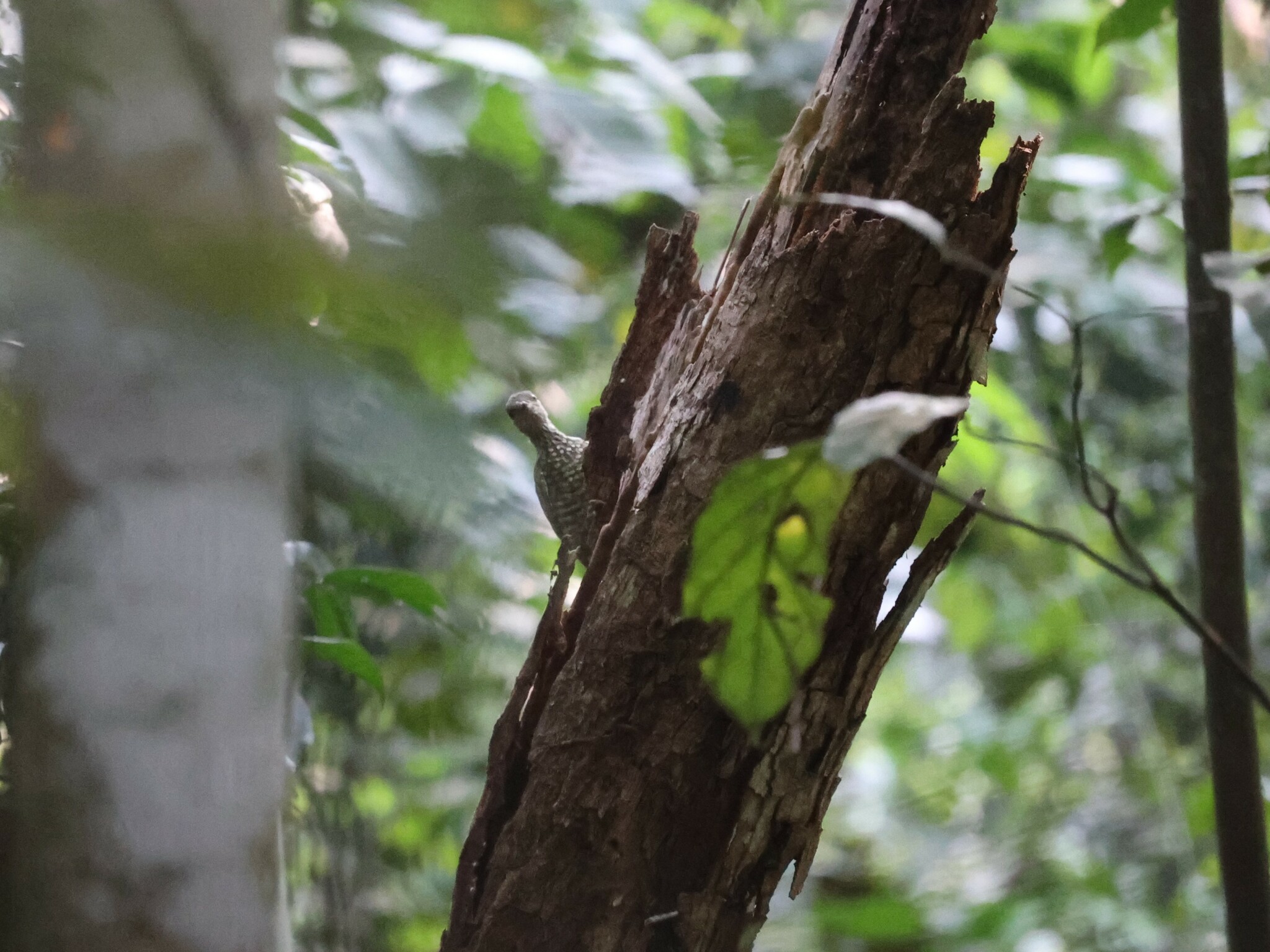 Buff-spotted Woodpecker (Pardipicus nivosus), photo 1