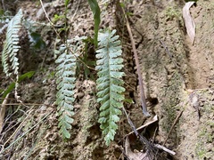 Adiantum malesianum