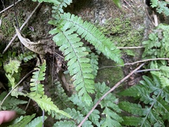 Adiantum malesianum