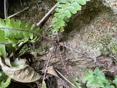 Adiantum malesianum