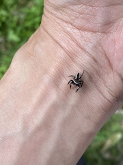 Carrhotus coronatus