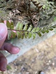 Adiantum malesianum