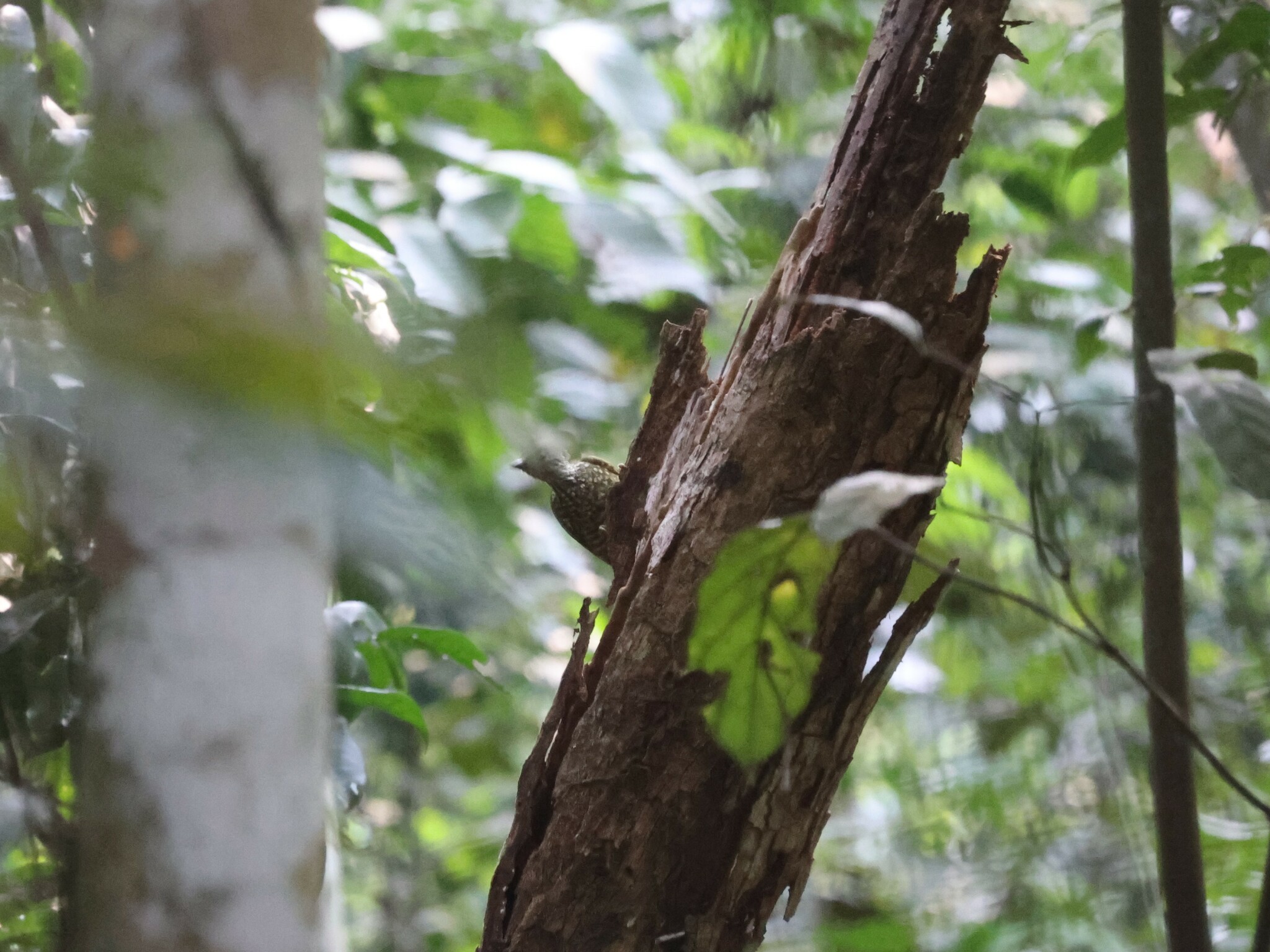 Buff-spotted Woodpecker (Pardipicus nivosus), photo 3