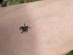 Carrhotus coronatus