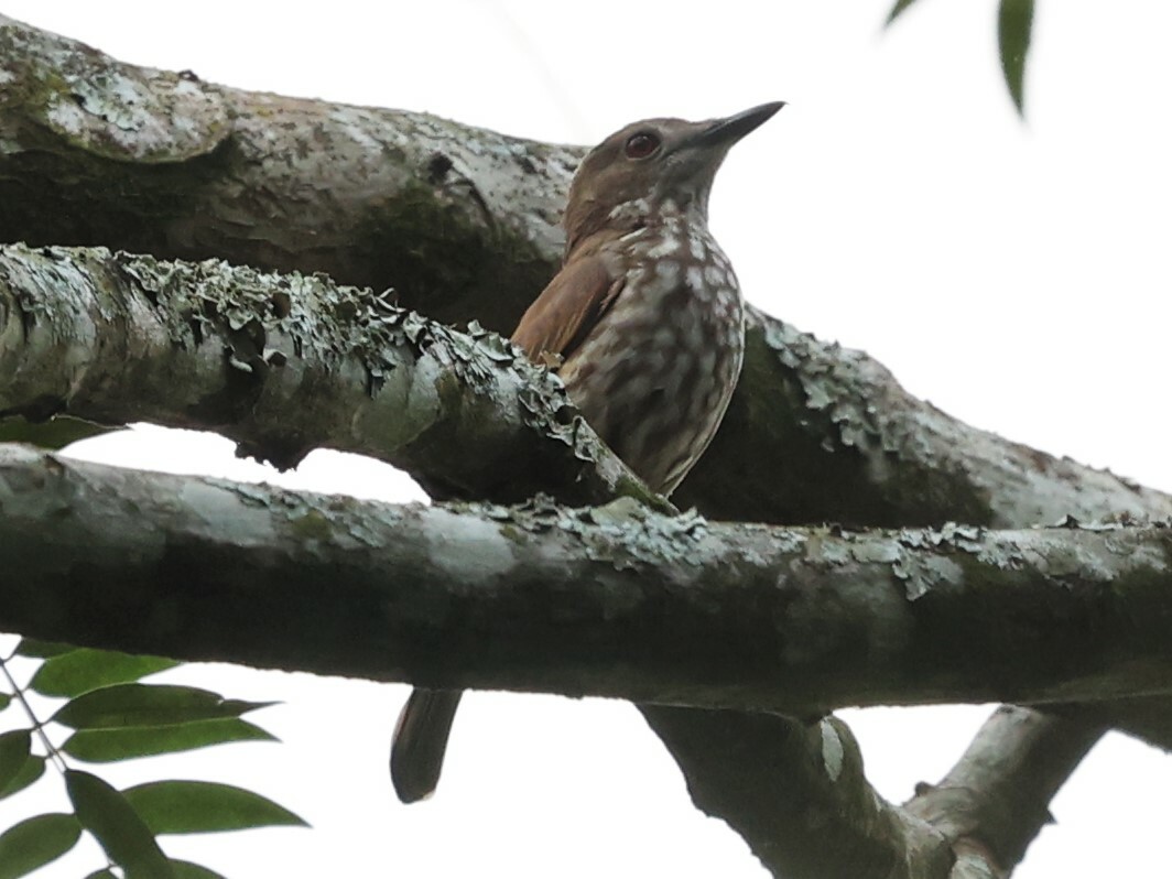 African Shrike-flycatcher (Megabyas flammulatus), photo 1