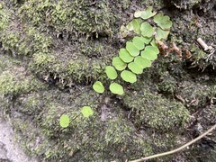 Adiantum philippense