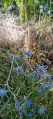 Thomisidae