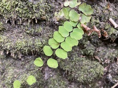 Adiantum philippense
