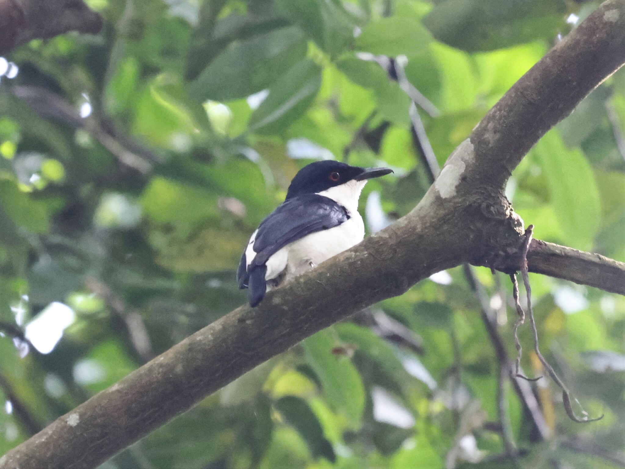 African Shrike-flycatcher (Megabyas flammulatus), photo 3