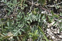 Astragalus albicaulis