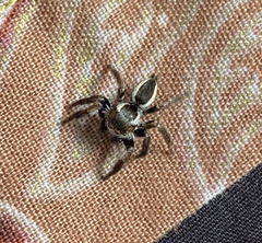 Carrhotus coronatus