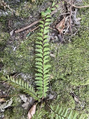 Adiantum caudatum