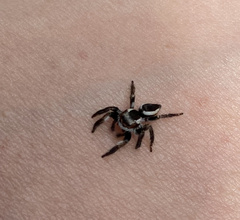 Carrhotus coronatus