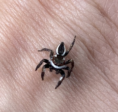 Carrhotus coronatus
