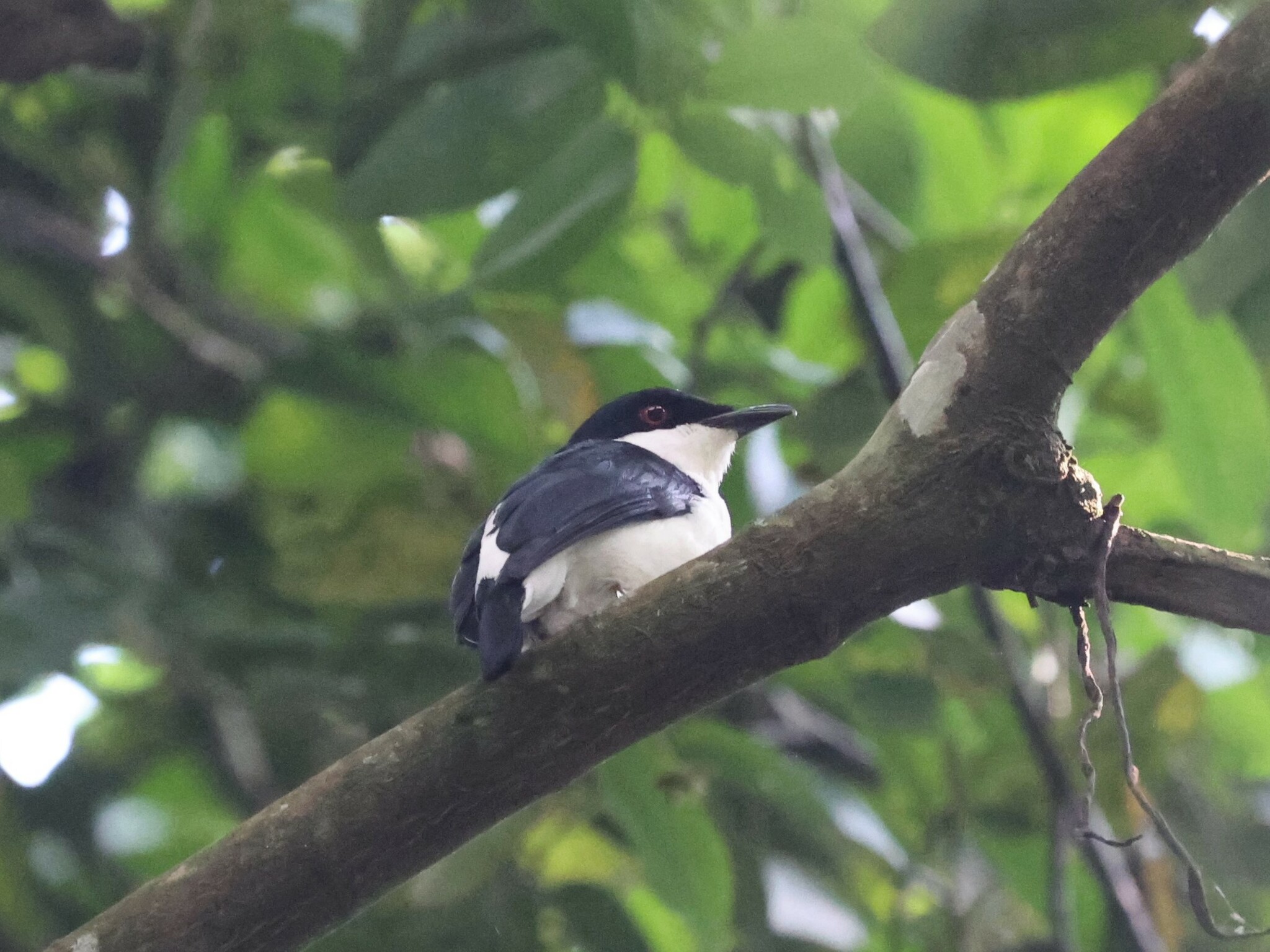 African Shrike-flycatcher (Megabyas flammulatus), photo 4