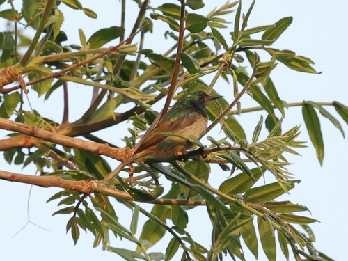 Grey-chinned Sunbird (Anthreptes tephrolaemus), photo 10