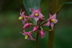 Ardisia crispa