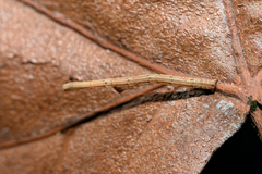 Scopula nigropunctata