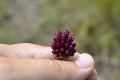 Allium sphaerocephalon