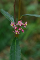 Ardisia crispa
