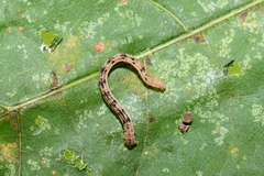 Scopula nigropunctata