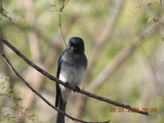 Dicrurus caerulescens