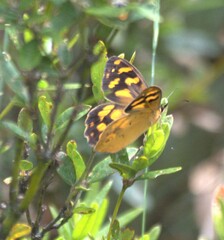 Heteronympha banksii