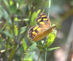 Heteronympha banksii