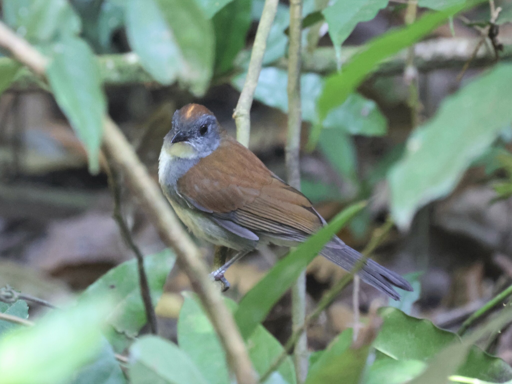 Fire-crested Alethe (Alethe castanea), photo 1