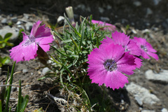 Dianthus pavonius