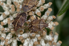 Oncocoris geniculatus