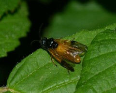Arge cyanocrocea