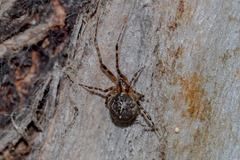 Cryptachaea veruculata