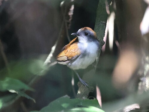 Fire-crested Alethe (Alethe castanea), photo 4