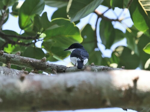 African Shrike-flycatcher (Megabyas flammulatus), photo 4