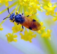 Arge melanochra