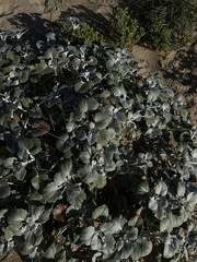 Arctotheca populifolia