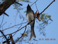 Dicrurus caerulescens