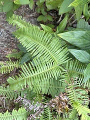 Dicranopteris linearis