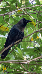 Corvus splendens