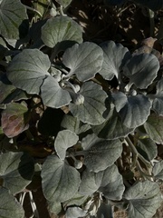 Arctotheca populifolia