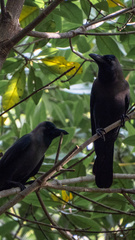 Corvus splendens