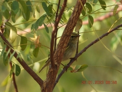 Phylloscopus trochiloides