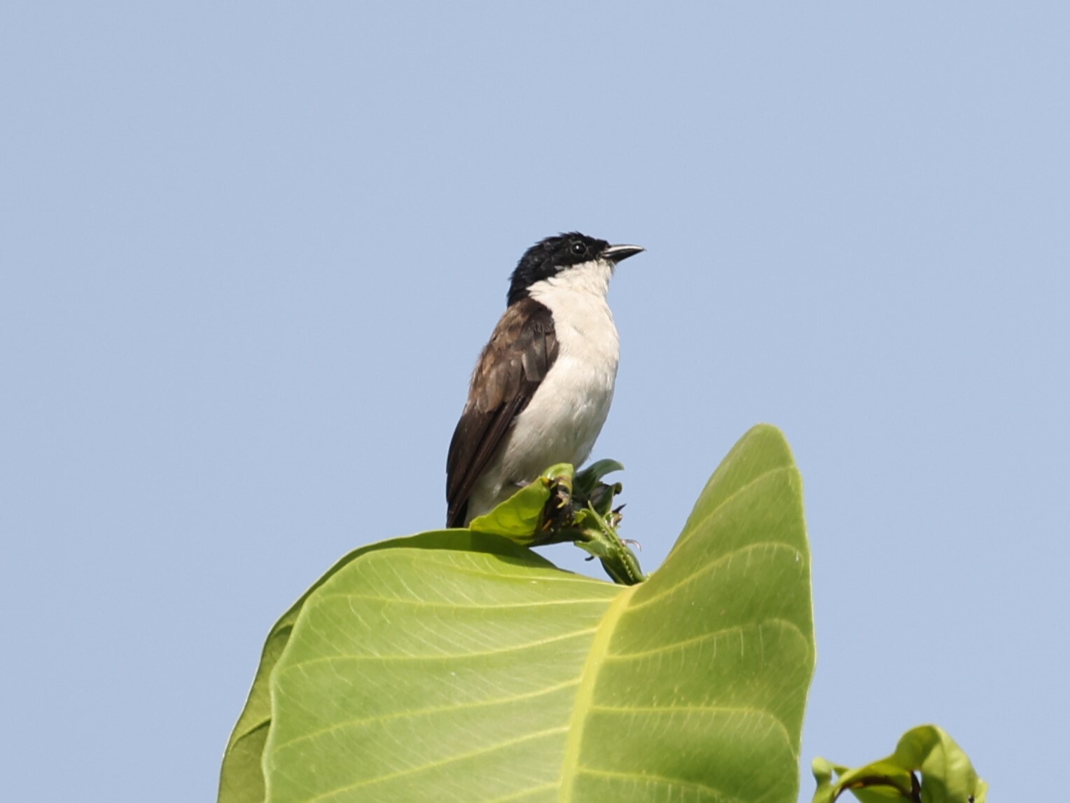 White-breasted Nigrita (Nigrita fusconotus), photo 3